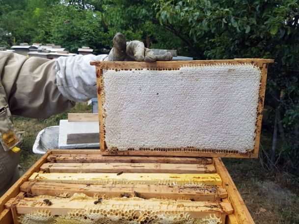 honigwaben-ernste-2017