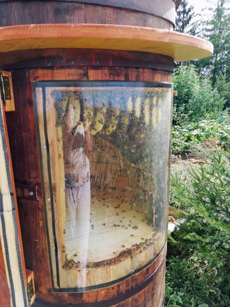 Bienenstock-mit-Sichtfenster-im-Weinfass