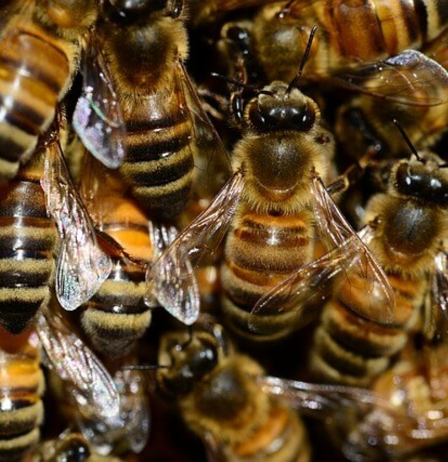 Bienenwabe Osterreich Fur Uberwaltigende Honigmomente Honig Und Imkereibedarf Niederosterreich Wien