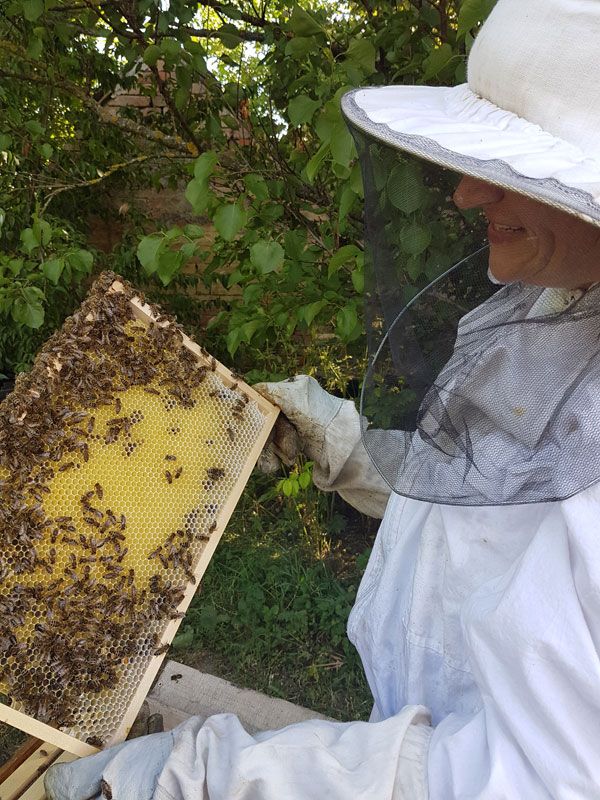 Bienenwabe Osterreich Fur Uberwaltigende Honigmomente Honig Und Imkereibedarf Niederosterreich Wien